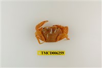 藏品(鈍額蟳)的圖片